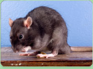 rat control North Woolwich