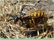 wasp control North Woolwich
